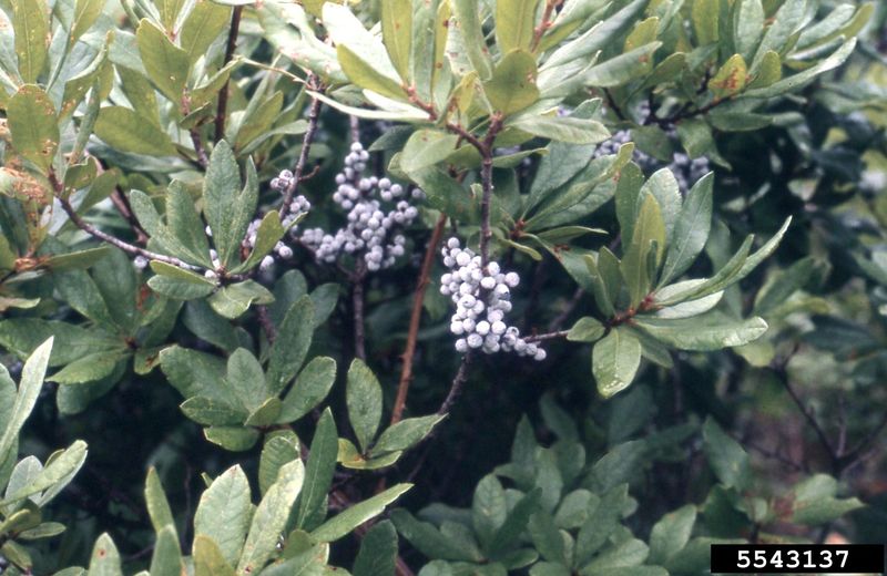 Prune Lightly, Control Suckers, and Respect Fire Risk Prune Lightly, Control Suckers, and Respect Fire Risk