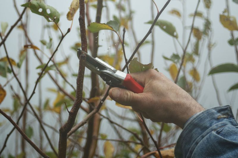 Prune Only Damaged Or Crossing Branches Prune Only Damaged Or Crossing Branches