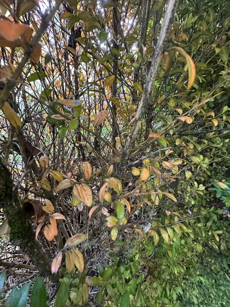 Prune Out Badly Infested Growth And Bag The Debris Prune Out Badly Infested Growth And Bag The Debris