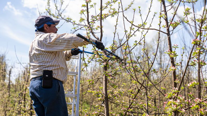 Prune Out Heavily Infested Branches In Dormancy