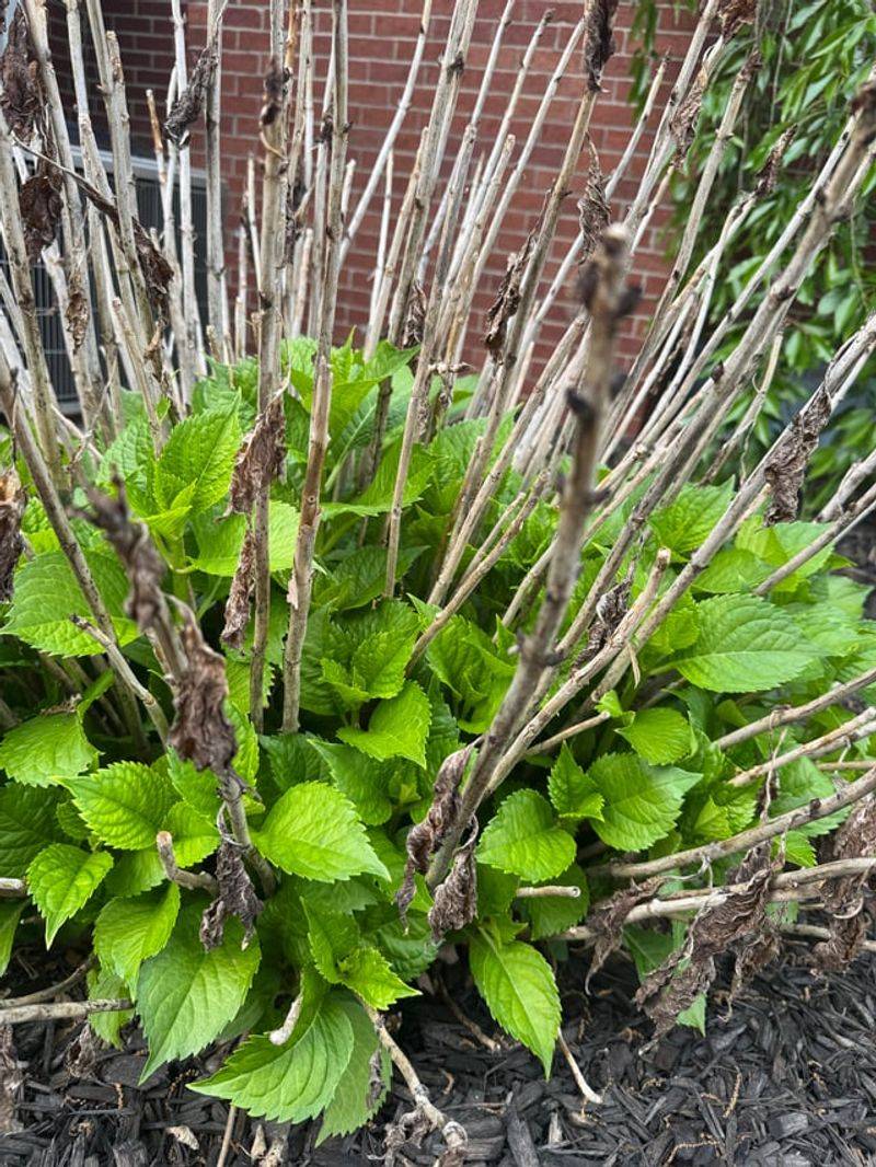 Prune Right After Blooming