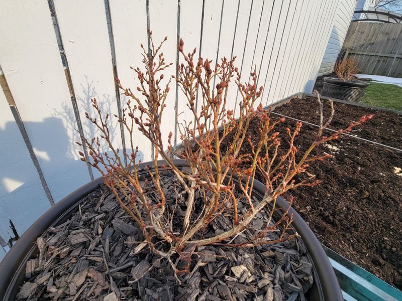 Prune Right After The Final Harvest