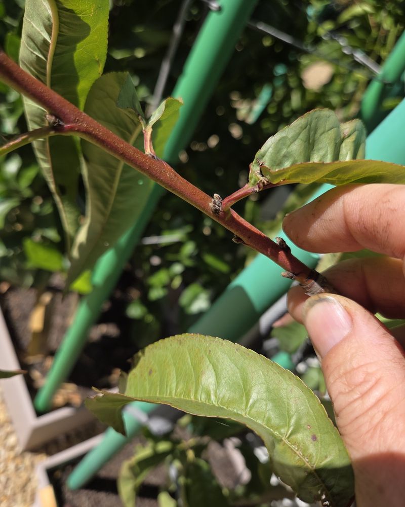 Prune Small Fruit Tree Problems