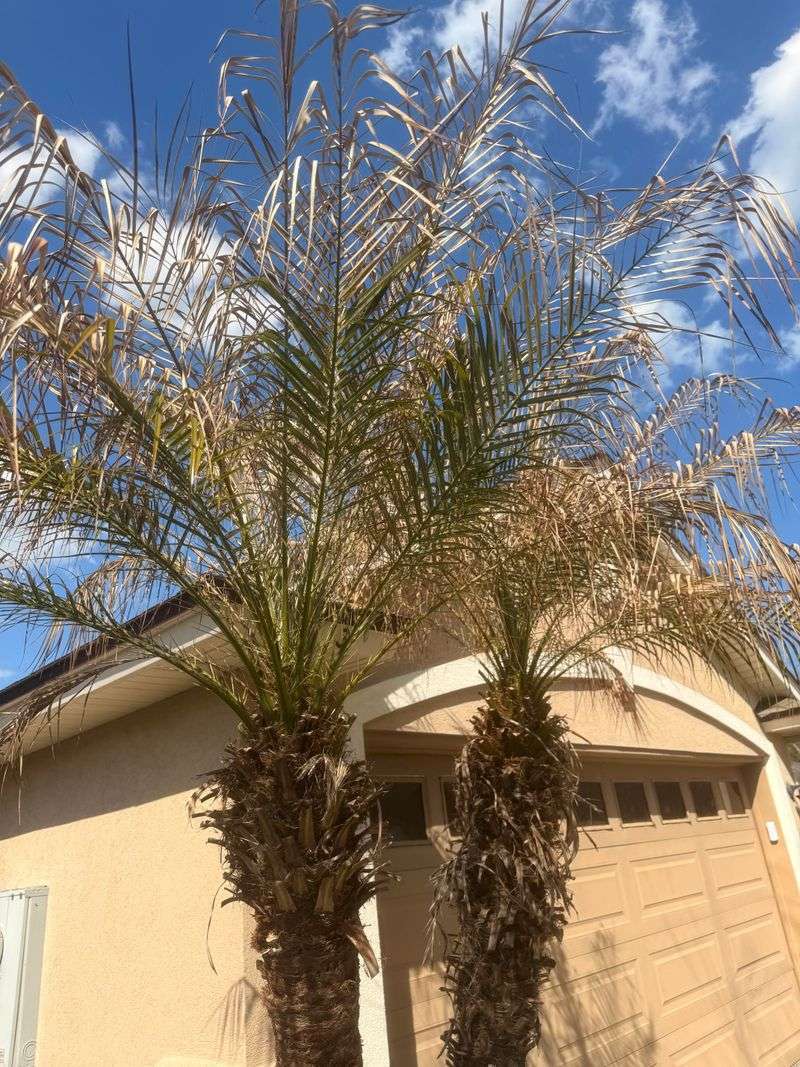 Prune The Hazard, Not Half The Palm Prune The Hazard, Not Half The Palm