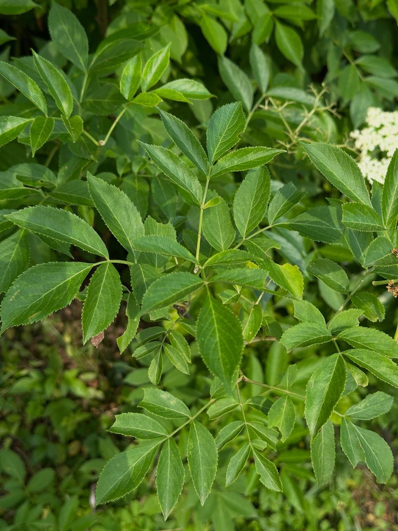 Prune The Spread Before It Takes Over