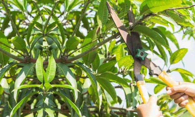 Prune With Care During Wet Summer Weather Prune With Care During Wet Summer Weather