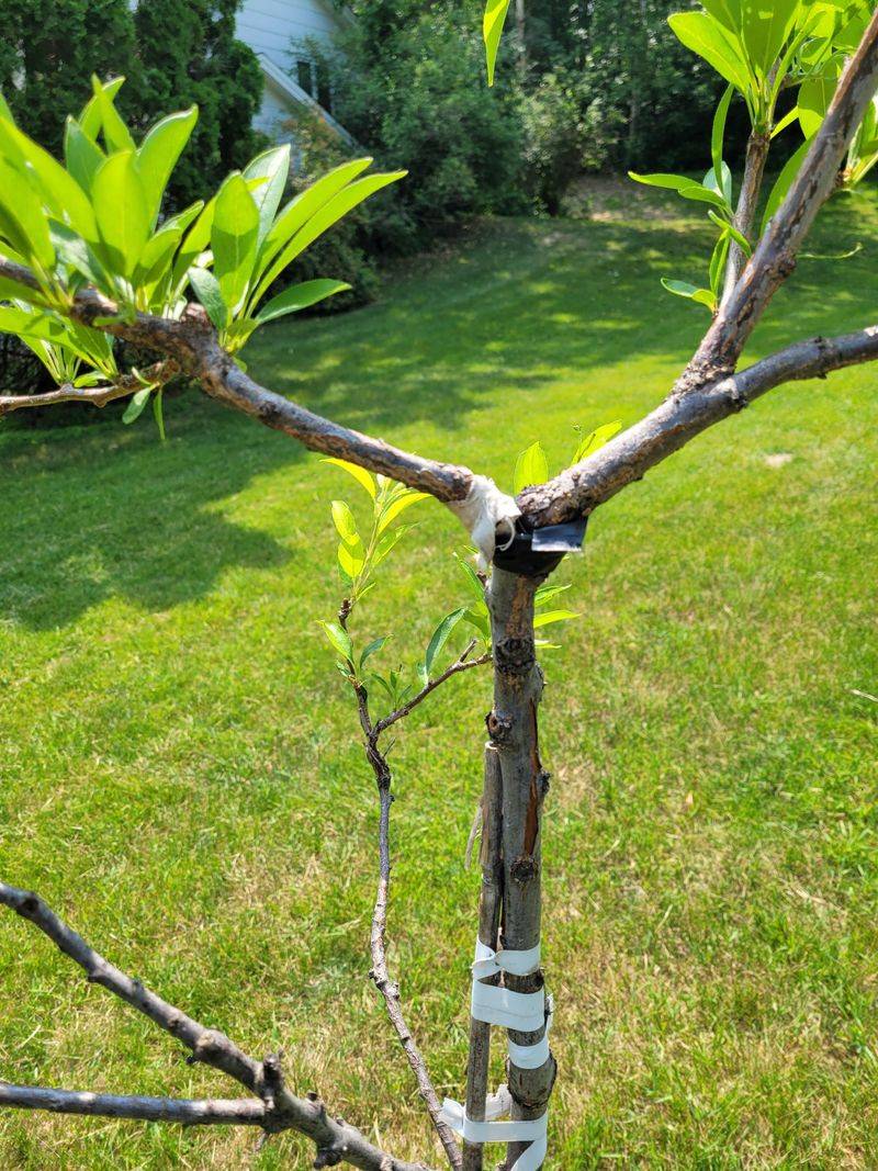 Prune Yearly For An Open Canopy Prune Yearly For An Open Canopy