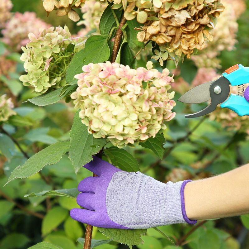 Prune for Larger Heads Before Spring Growth Prune for Larger Heads Before Spring Growth