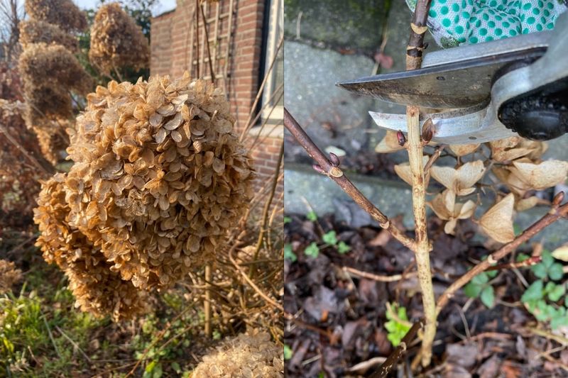 Prune in Late Winter Before Growth Starts