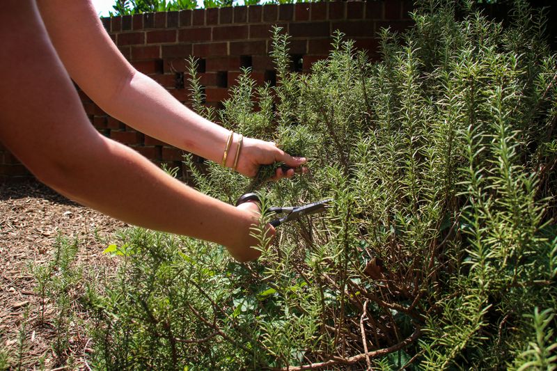 Pruning At Midday Leaves Plants Vulnerable To Scorch Pruning At Midday Leaves Plants Vulnerable To Scorch