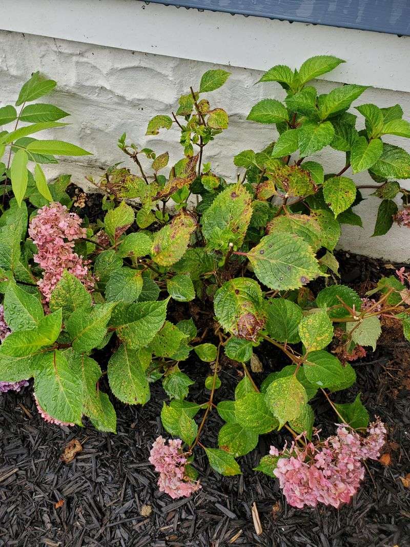 Pruning At The Wrong Time Creates Extra Stress