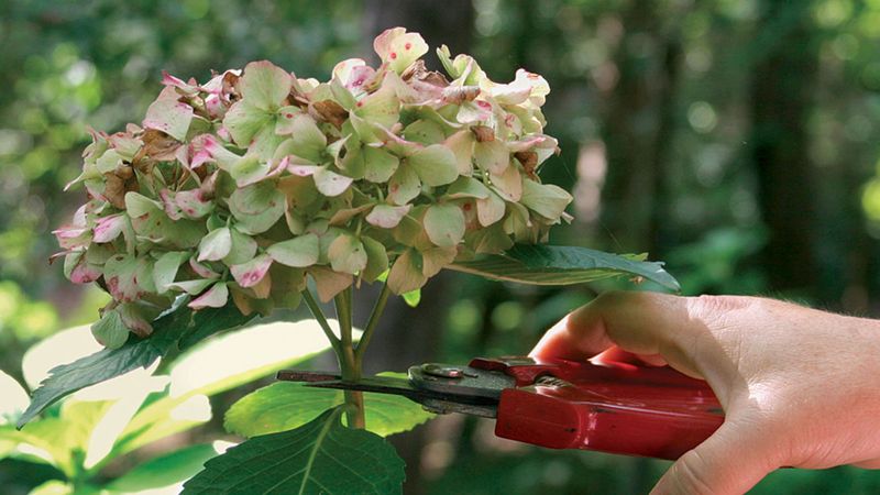 Pruning Bigleaf Hydrangeas At The Wrong Time Pruning Bigleaf Hydrangeas At The Wrong Time