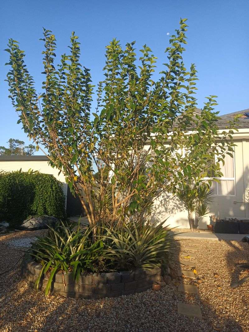 Pruning Can Help Keep Fruit Within Reach Pruning Can Help Keep Fruit Within Reach