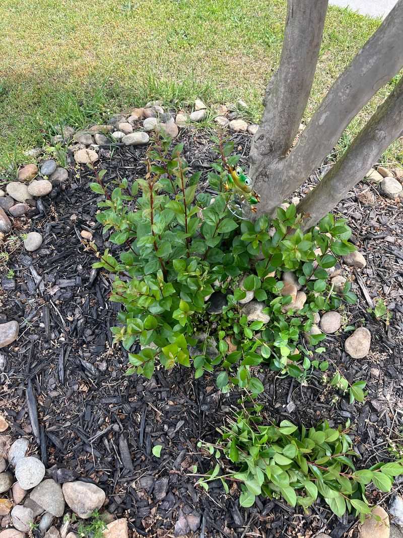 Pruning Can Wake Up New Buds Pruning Can Wake Up New Buds