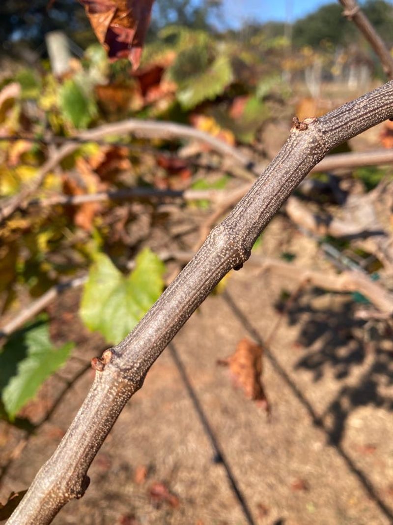 Pruning Fruiting Vines During Harvest Reduces Later Pickings Pruning Fruiting Vines During Harvest Reduces Later Pickings