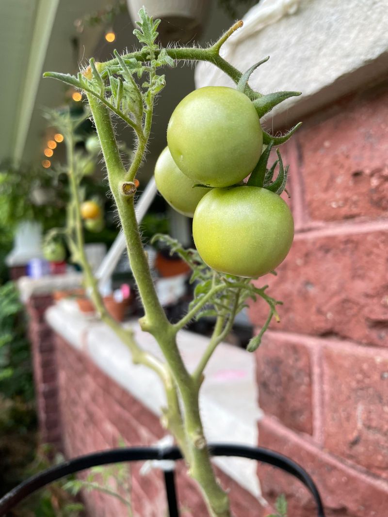 Pruning Habits That Slow Down Fruit Maturity