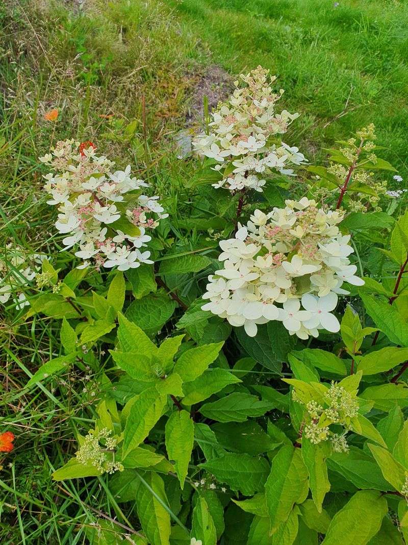 Pruning Panicle Hydrangeas During Active Bloom Pruning Panicle Hydrangeas During Active Bloom