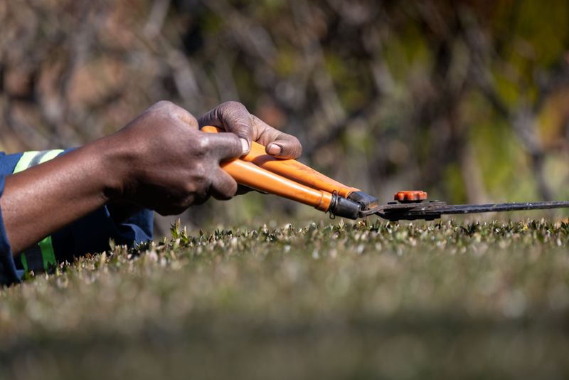 Pruning Schedule To Prevent This Mistake In The Future Pruning Schedule To Prevent This Mistake In The Future