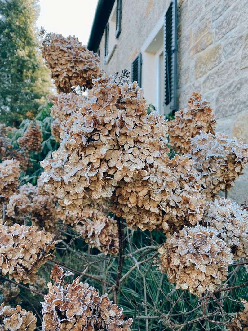 Pruning Timing Affects One Plant's Bloom Cycle