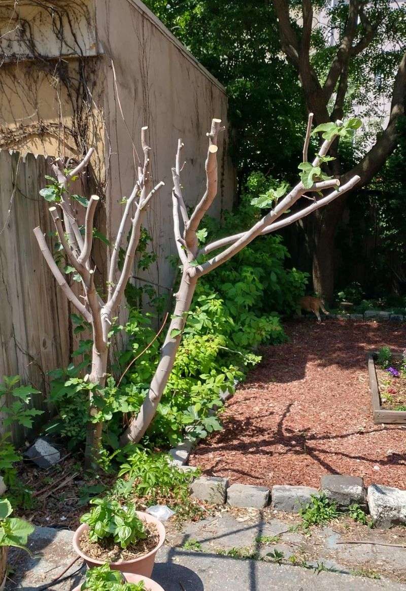 Pruning Too Late Can Remove Next Year's Harvest Pruning Too Late Can Remove Next Year's Harvest