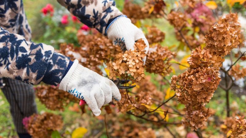 Pruning Too Late In Fall Pruning Too Late In Fall
