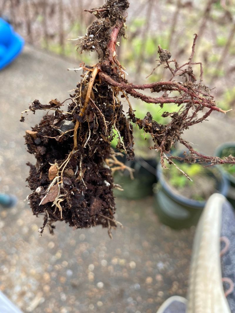 Pull A Small Patch To Examine The Roots Pull A Small Patch To Examine The Roots