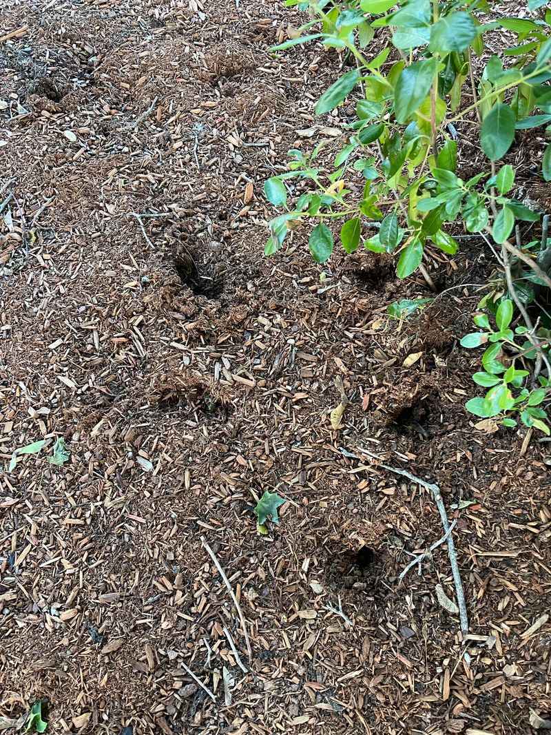Pull Mulch Away From Plant Bases Pull Mulch Away From Plant Bases