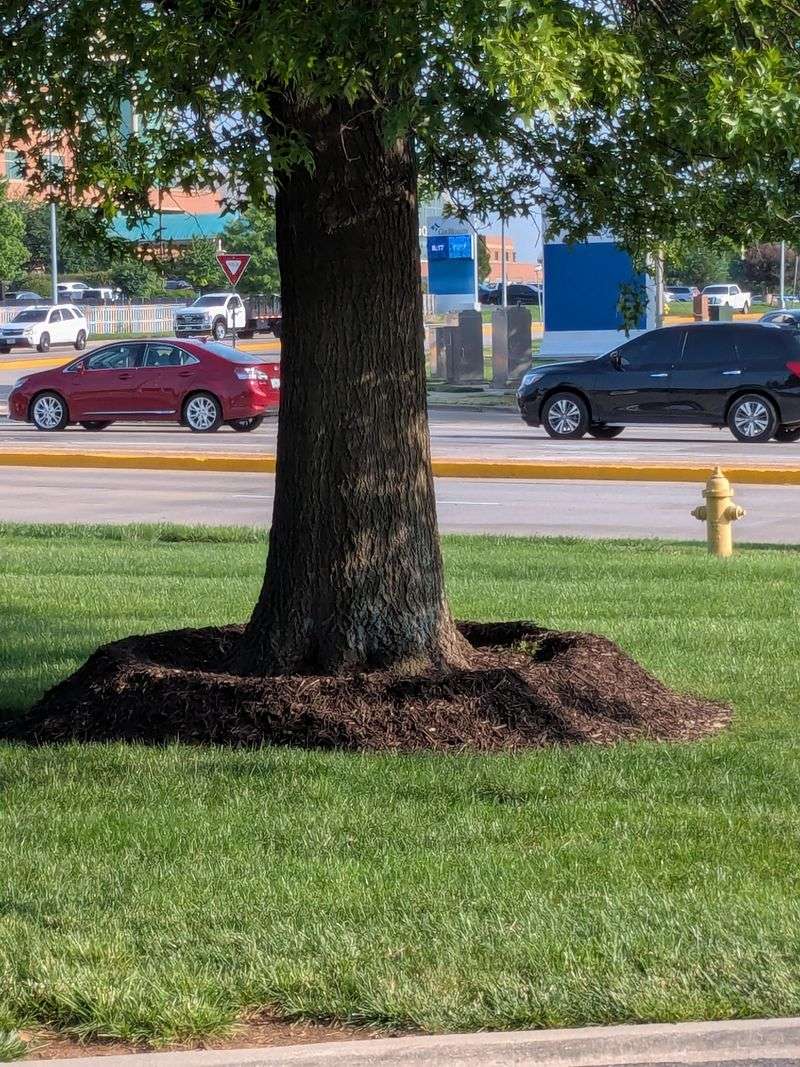 Pull Mulch Back From Bark Pull Mulch Back From Bark