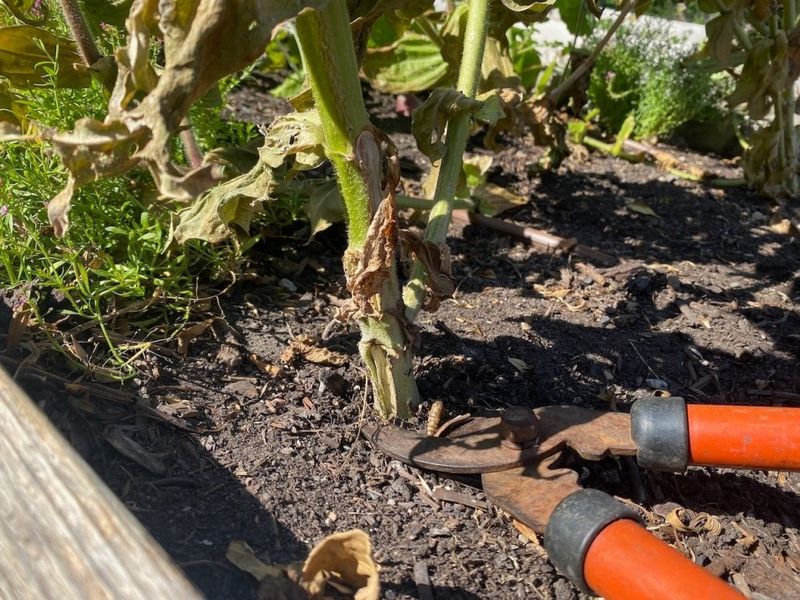 Pull Out Plants That Have Clearly Finished Producing Pull Out Plants That Have Clearly Finished Producing