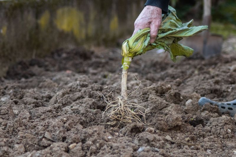 Pull Plants Entirely Once Yields Drop Off Pull Plants Entirely Once Yields Drop Off