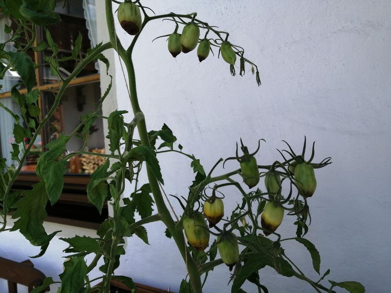Pull Plants With No Useful Fruit Left