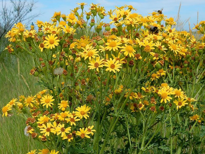 Pull The Crown After The Soil Softens