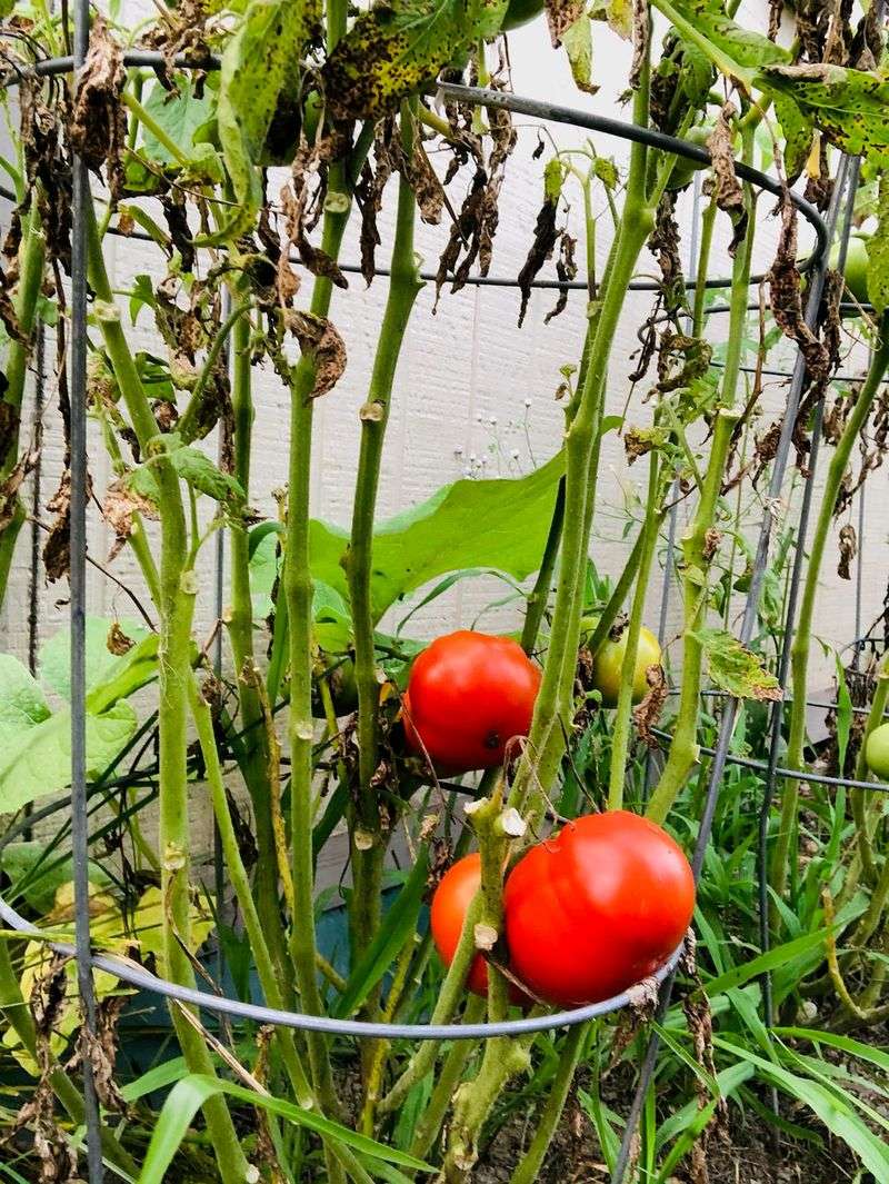 Pull Tomatoes Showing Late Blight Now