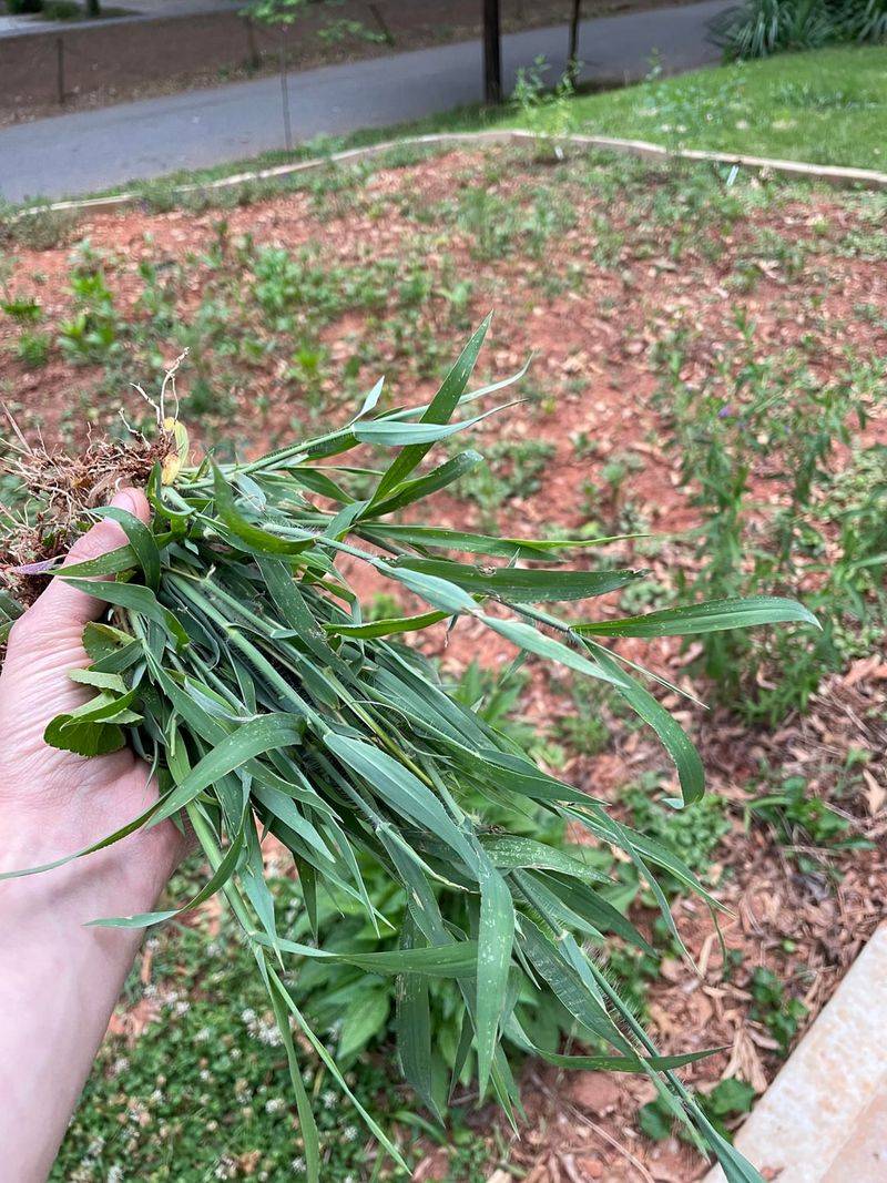 Pull Weeds Before They Seed