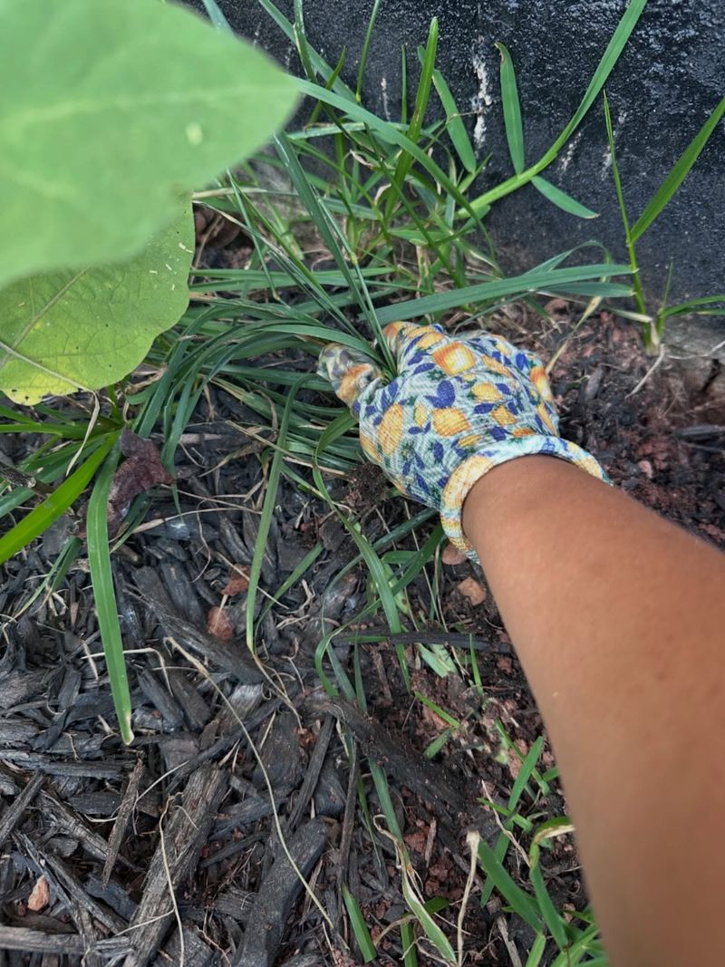 Pull Weeds Early