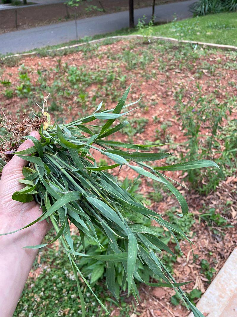 Pull Weeds While They Are Small Pull Weeds While They Are Small