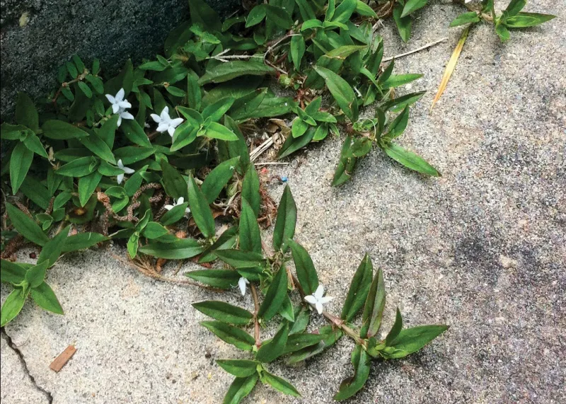 Pulling Can Leave Living Pieces Behind Pulling Can Leave Living Pieces Behind