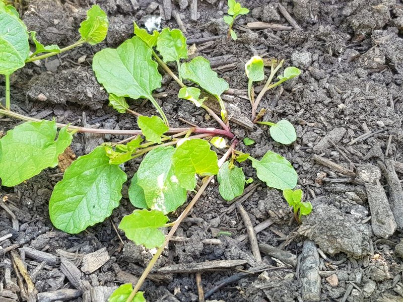 Pulling The Vines May Leave The Real Problem Underground