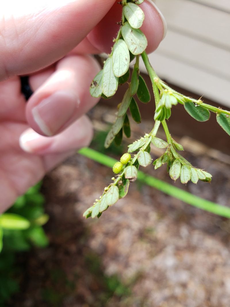 Pulling Young Plants Works Best Before Seeds Mature