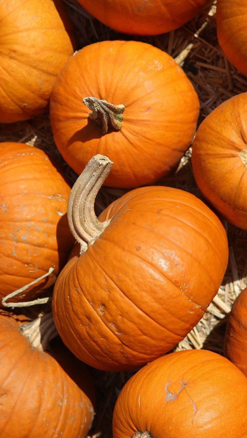Pumpkins Pumpkins