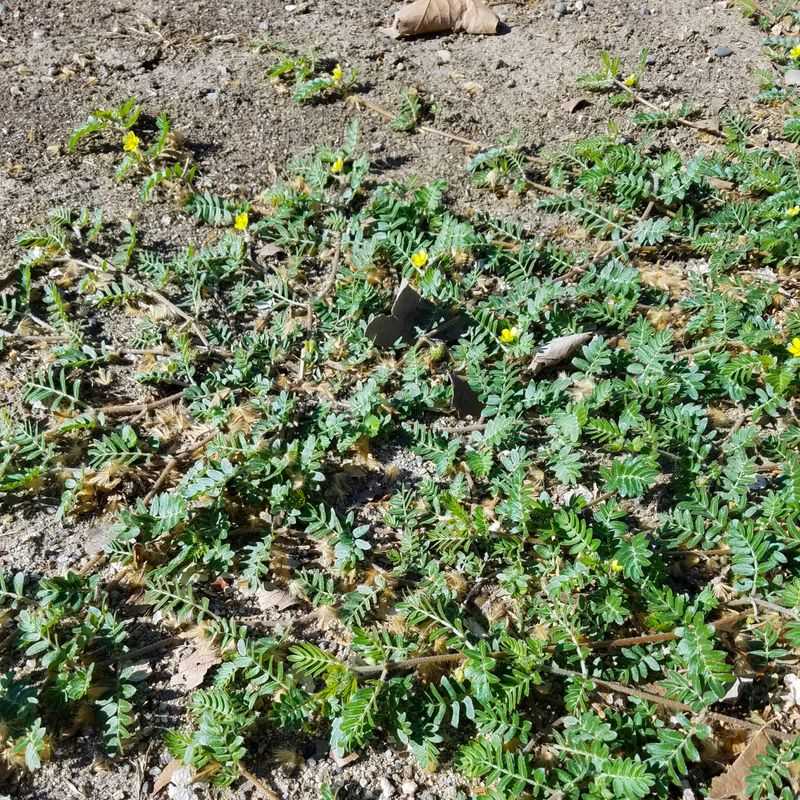 Puncturevine Is The Weed To Deal With Before Fall Puncturevine Is The Weed To Deal With Before Fall