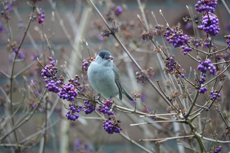 Purple Berry Clusters Attract Birds All Fall Purple Berry Clusters Attract Birds All Fall