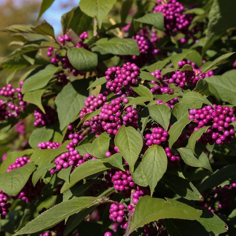 Purple Berry Clusters Bring Fall Color To The Landscape