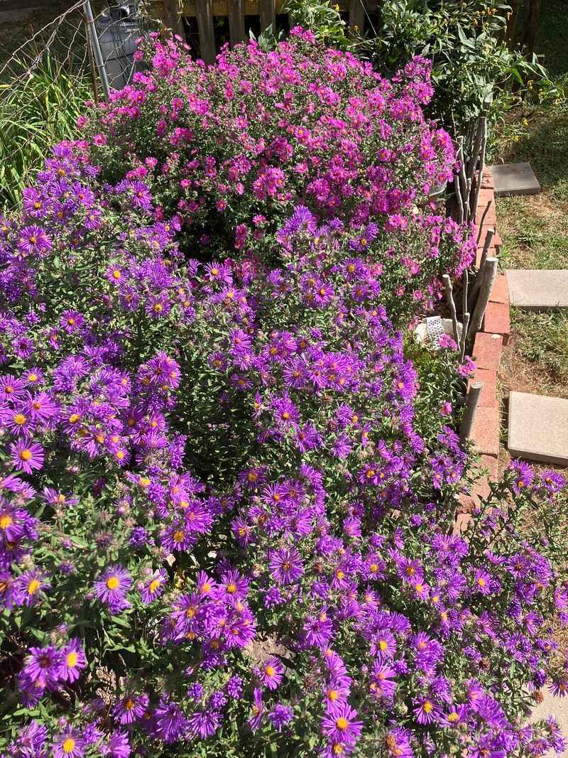 Purple Blooms Keep The Color Coming Purple Blooms Keep The Color Coming