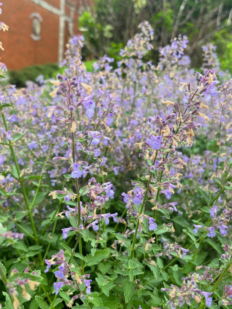 Purple Blooms Keeping Pollinators Busy Instead Purple Blooms Keeping Pollinators Busy Instead