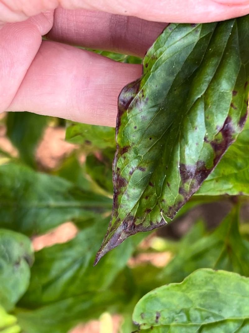 Purple Blotches Are A Clue To Peony Measles