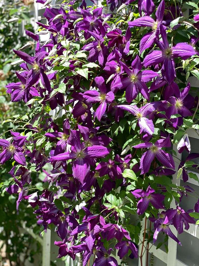 Purple Clematis 