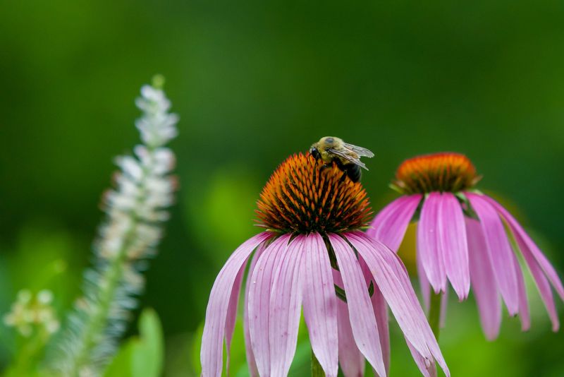 Purple Coneflower Purple Coneflower