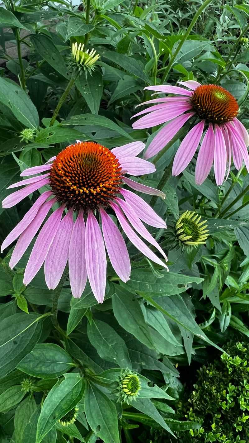 Purple Coneflower Purple Coneflower