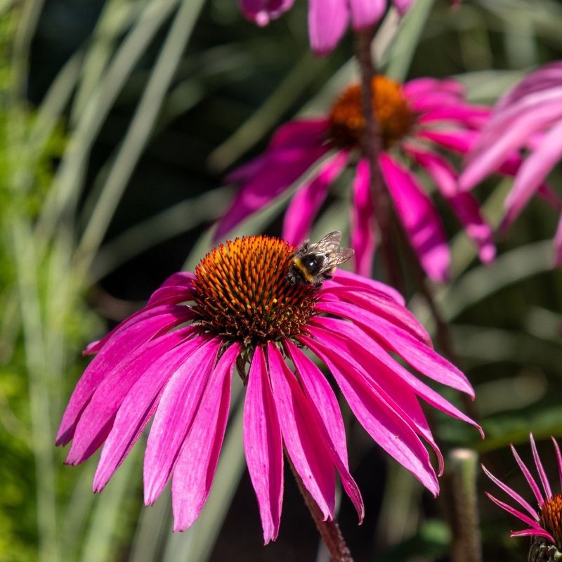 Purple Coneflower Purple Coneflower